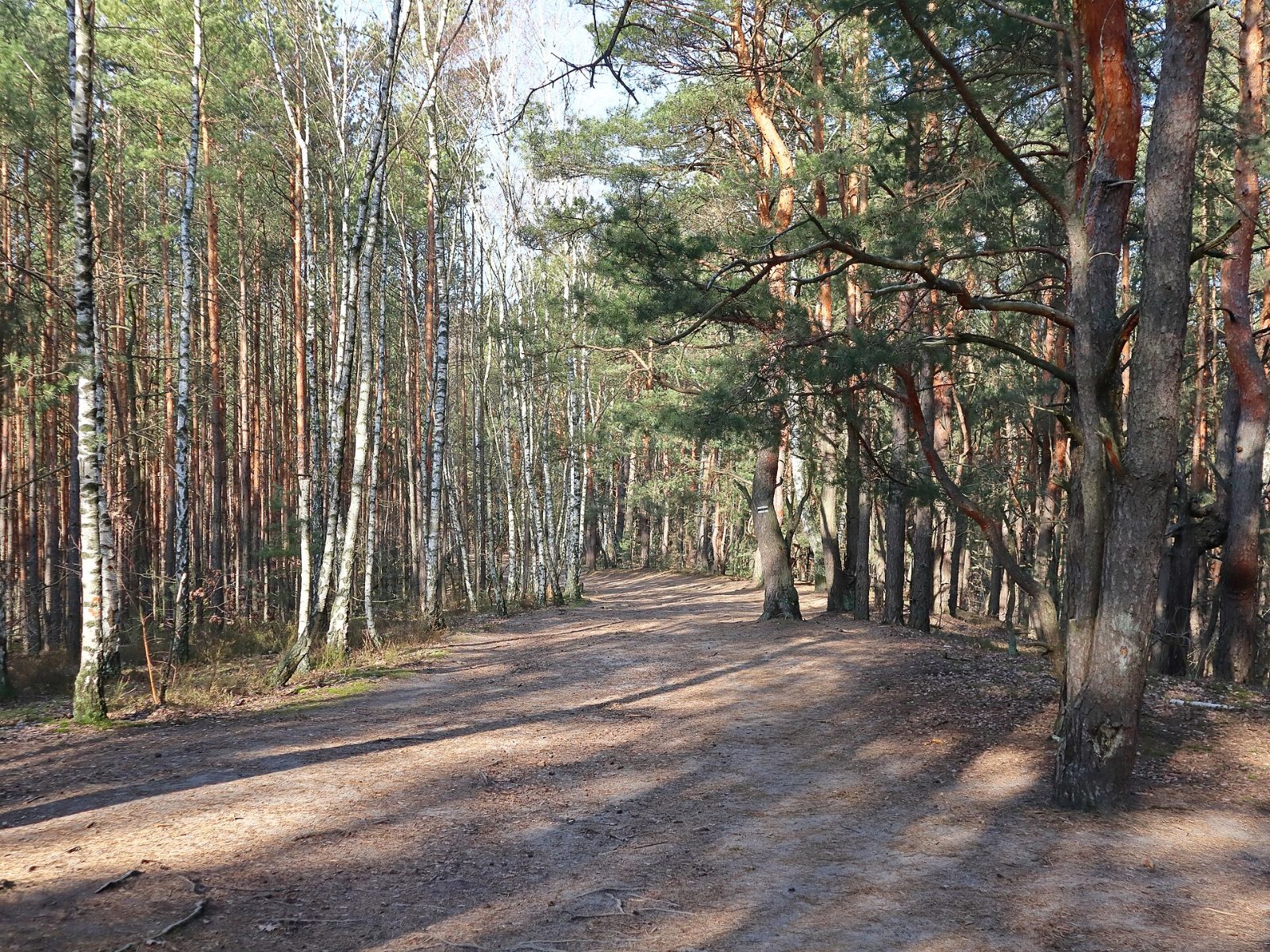 Las w Aleksandrowie w dzielnicy Wawer